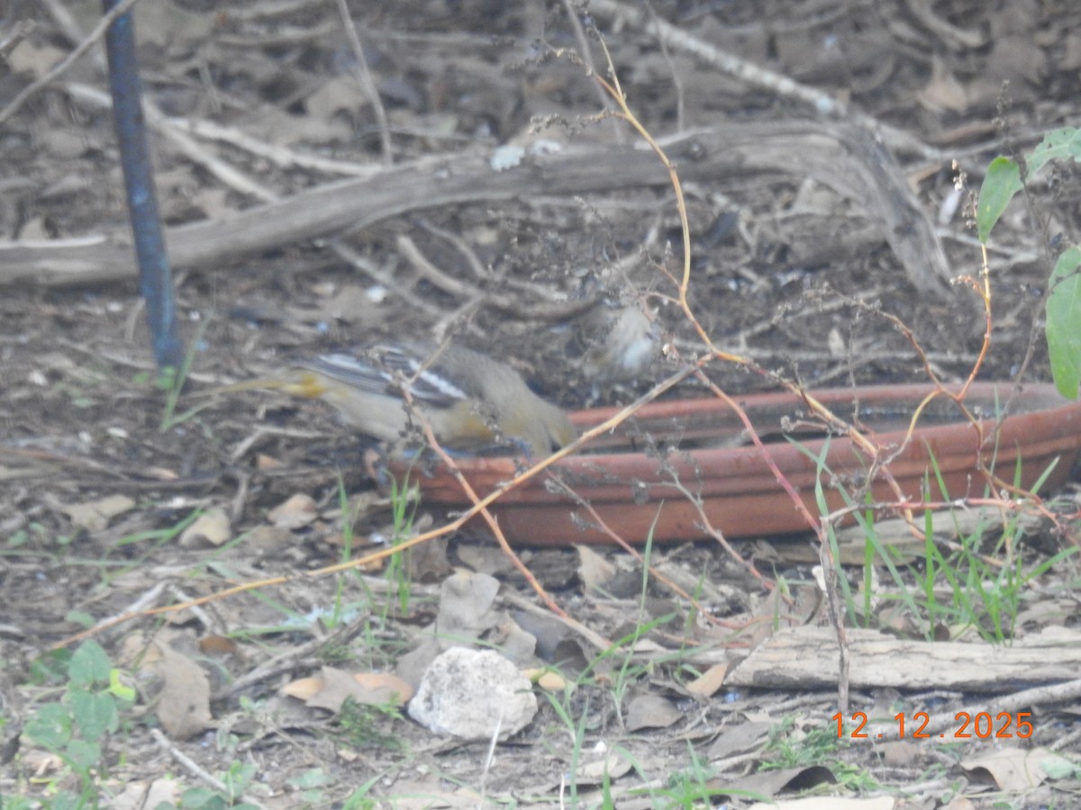 Baltimore Oriole - ML646808638