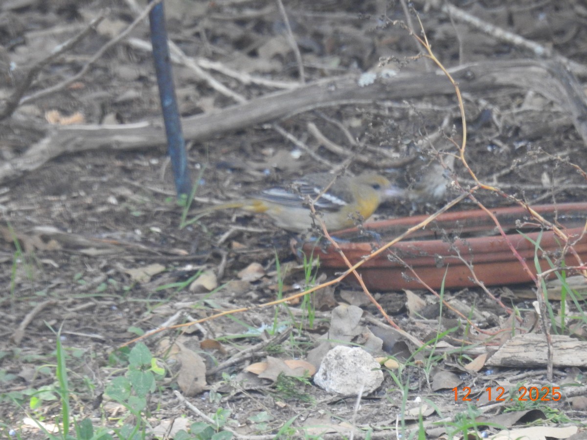 Baltimore Oriole - ML646808640