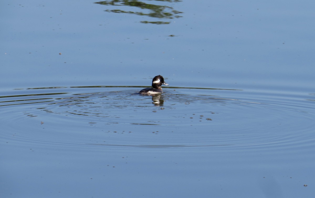 bøffeland - ML646808641