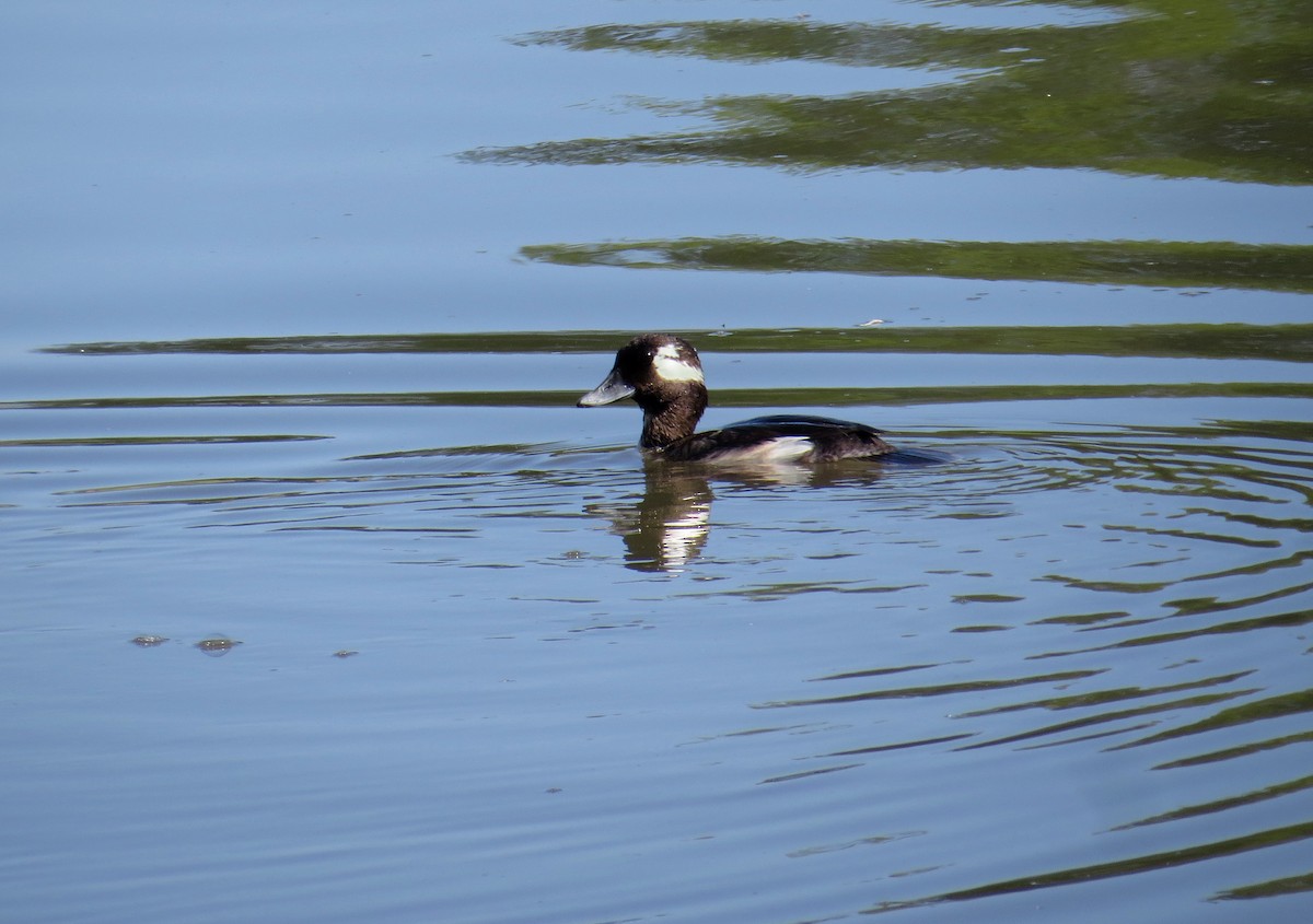 bøffeland - ML646808642