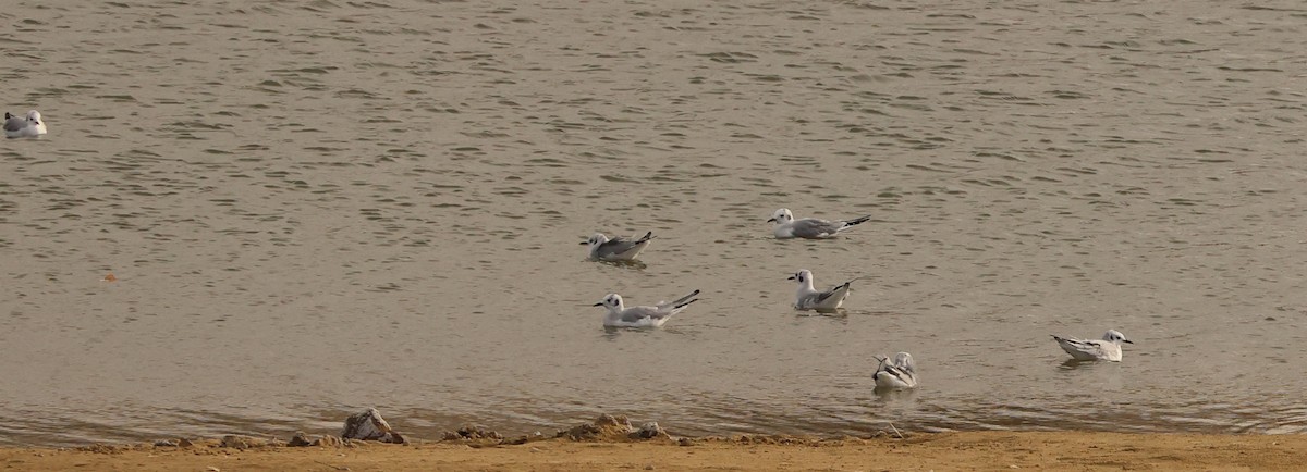 kanadahettemåke - ML646808643