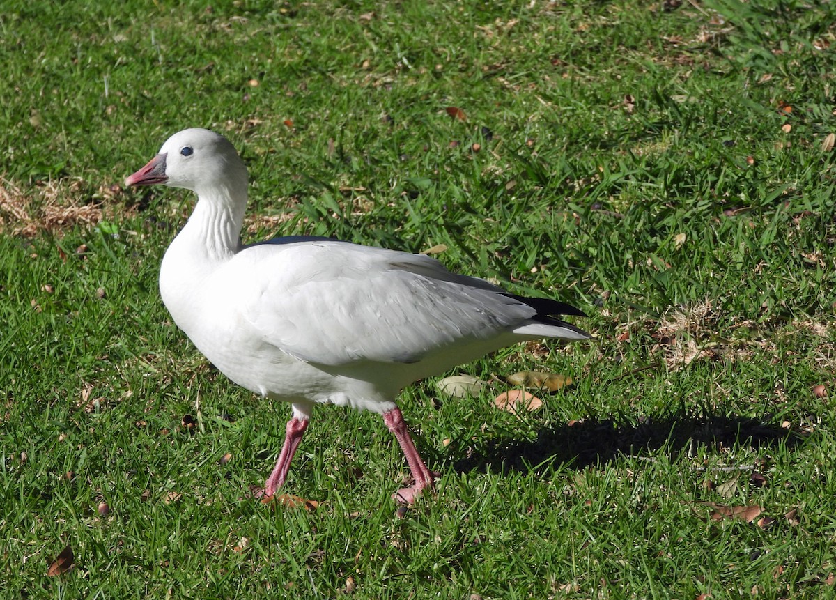 Гусь Росса - ML646808644