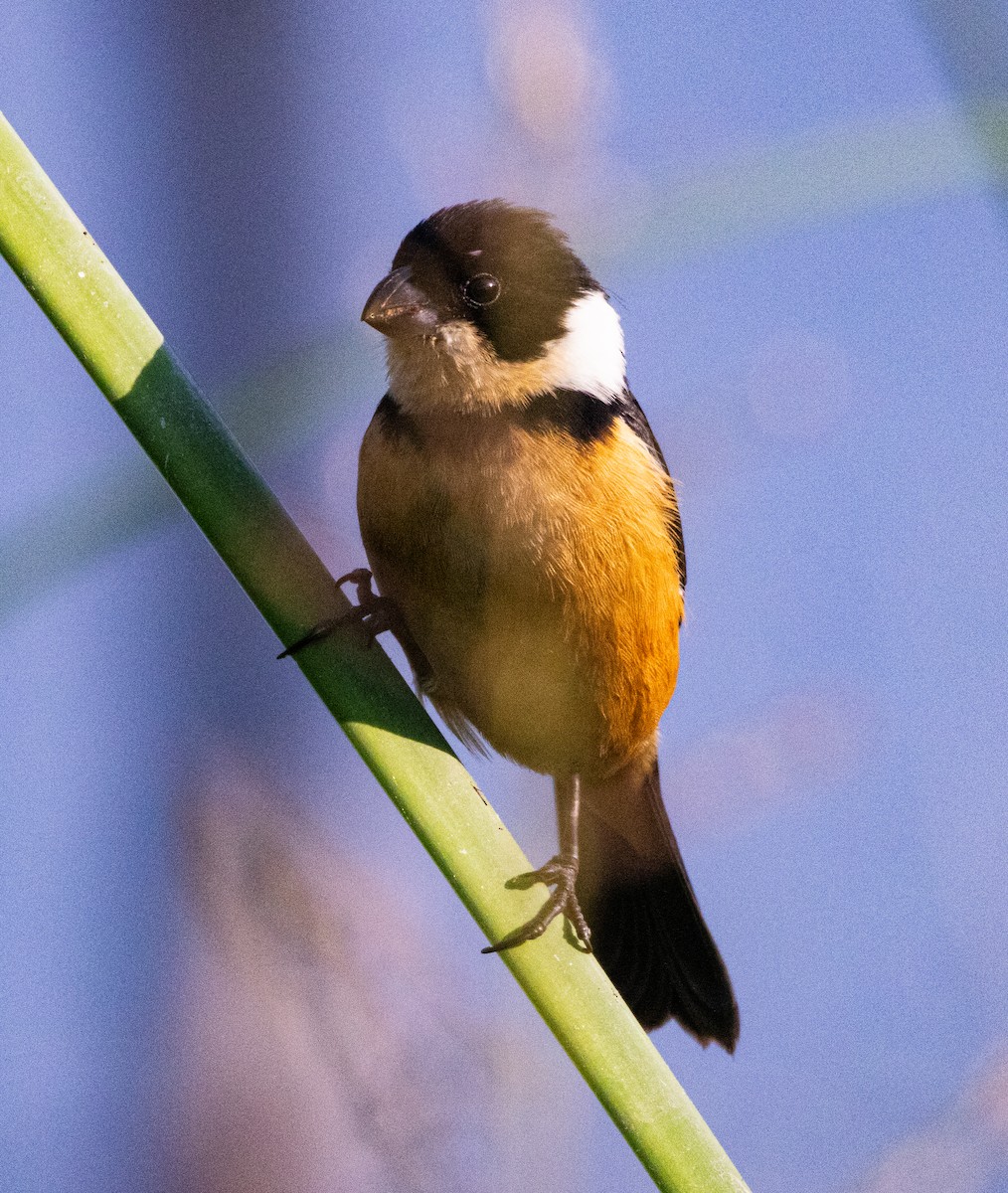 Cinnamon-rumped Seedeater - ML646808645