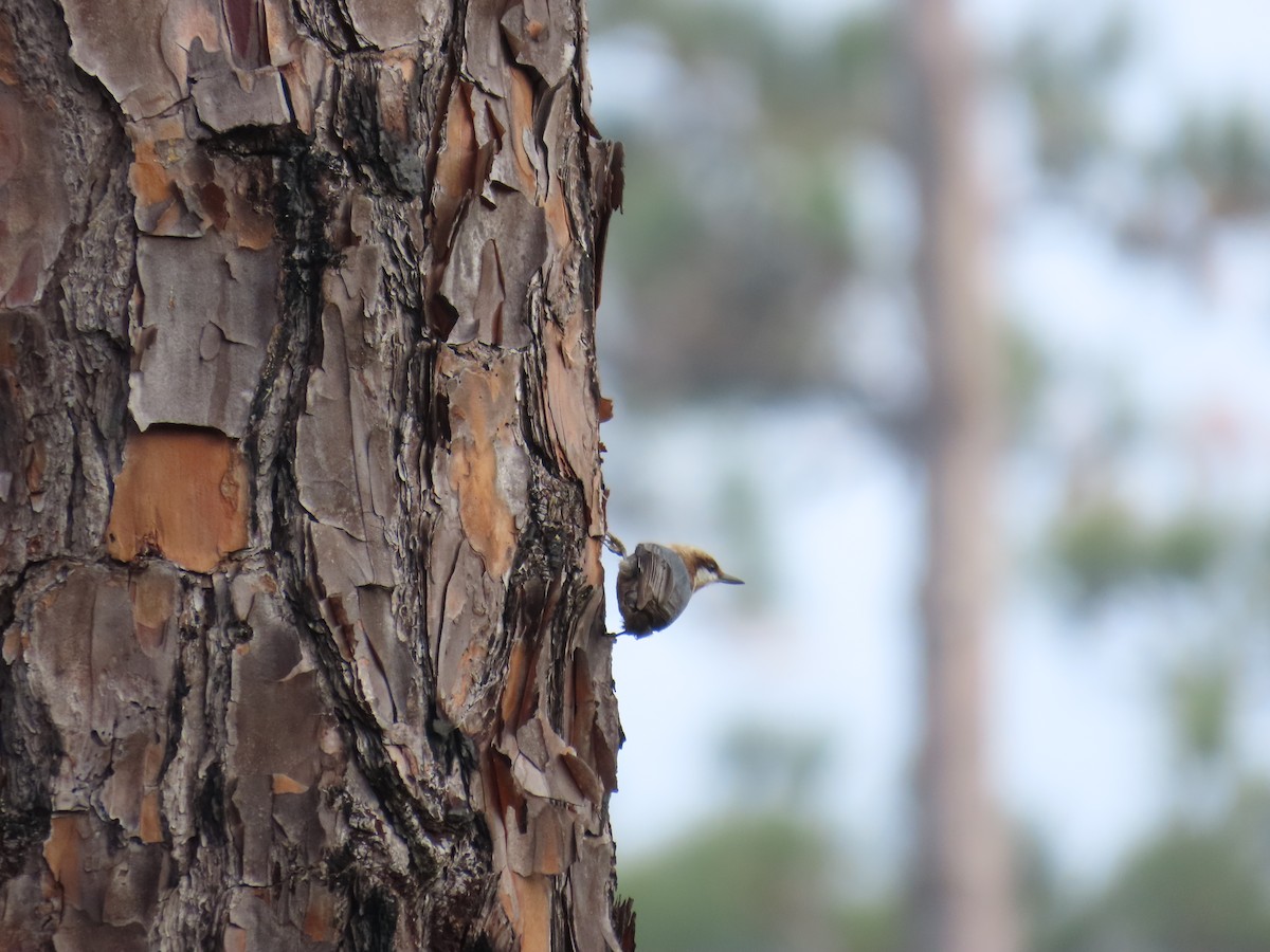 brhlík hnědohlavý - ML646808647