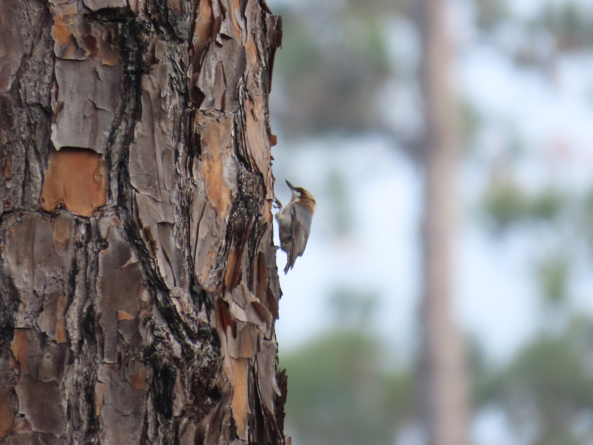 brunhettespettmeis - ML646808648