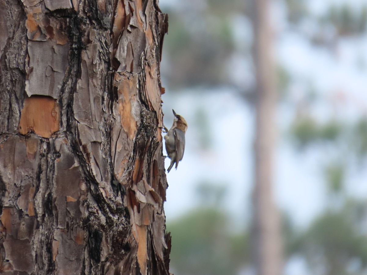 brhlík hnědohlavý - ML646808649