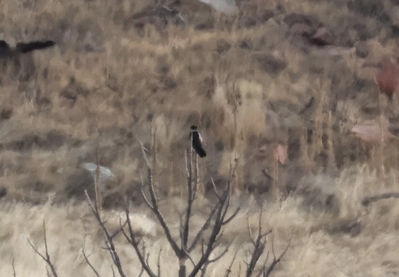 Carpintero de Lewis - ML646808650