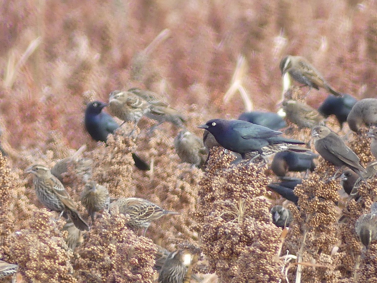 purpurhodetrupial - ML646808651