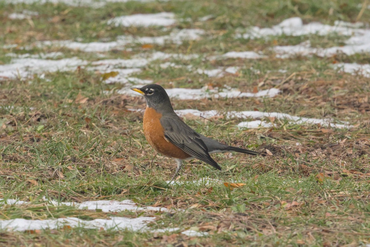 vandretrost - ML646808653