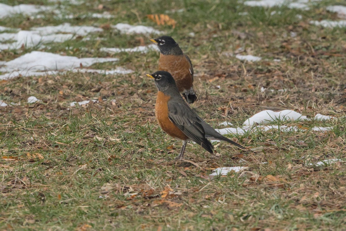 vandretrost - ML646808654