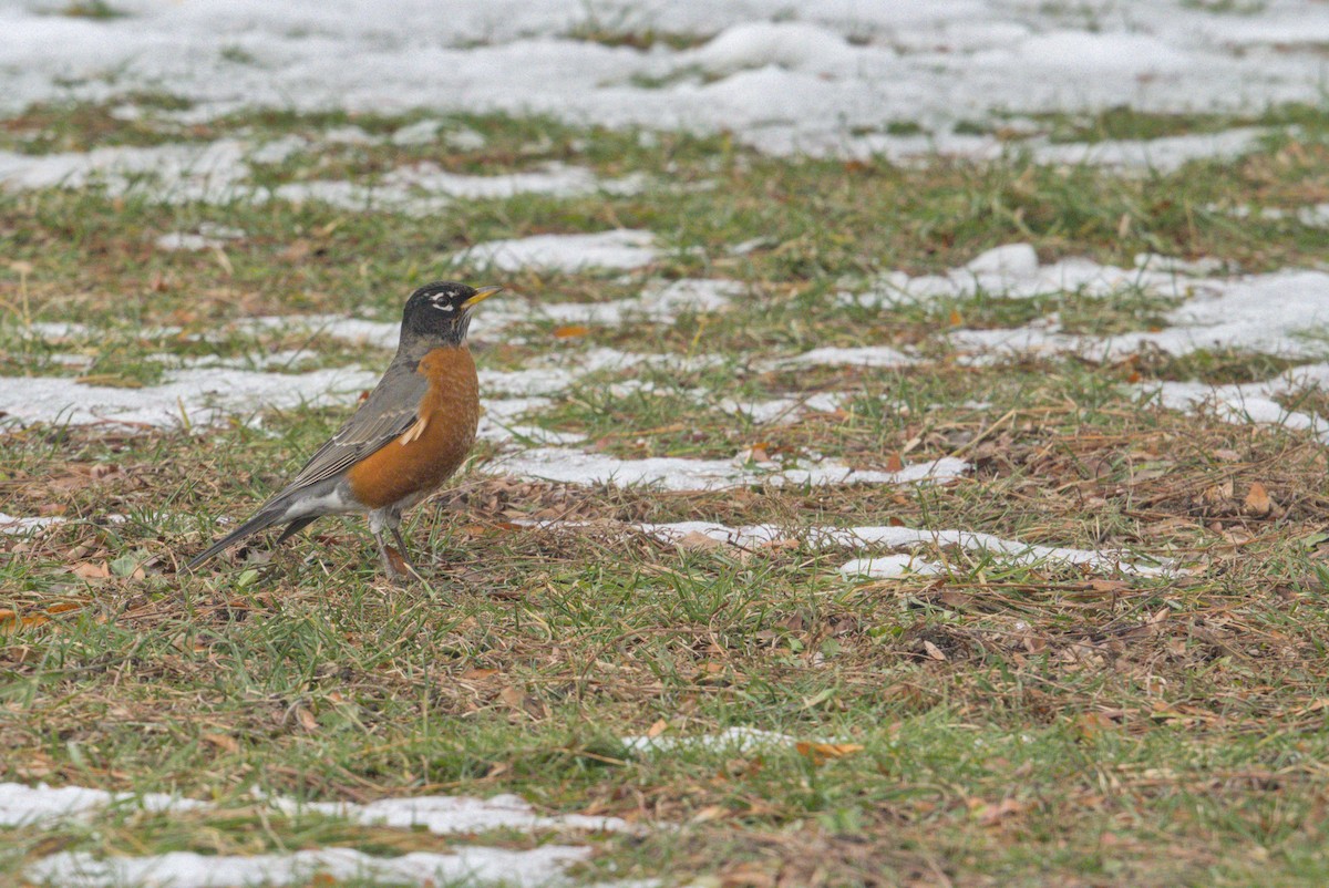 vandretrost - ML646808655