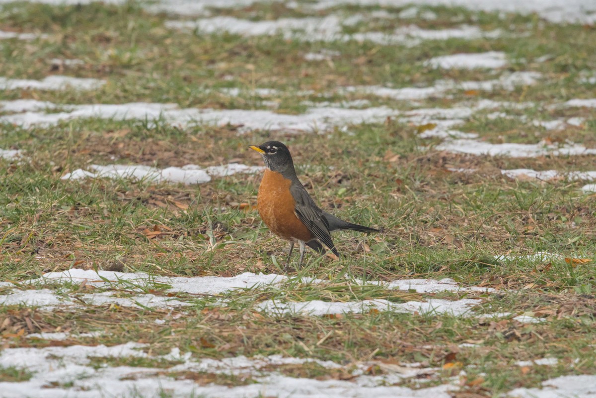 vandretrost - ML646808656