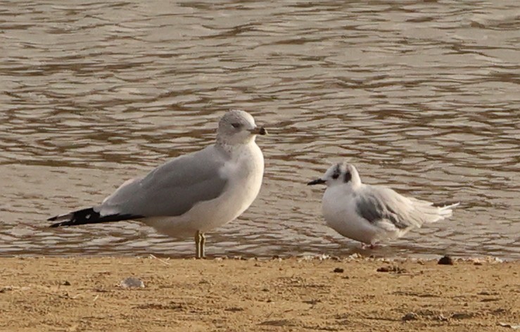 kanadahettemåke - ML646808659