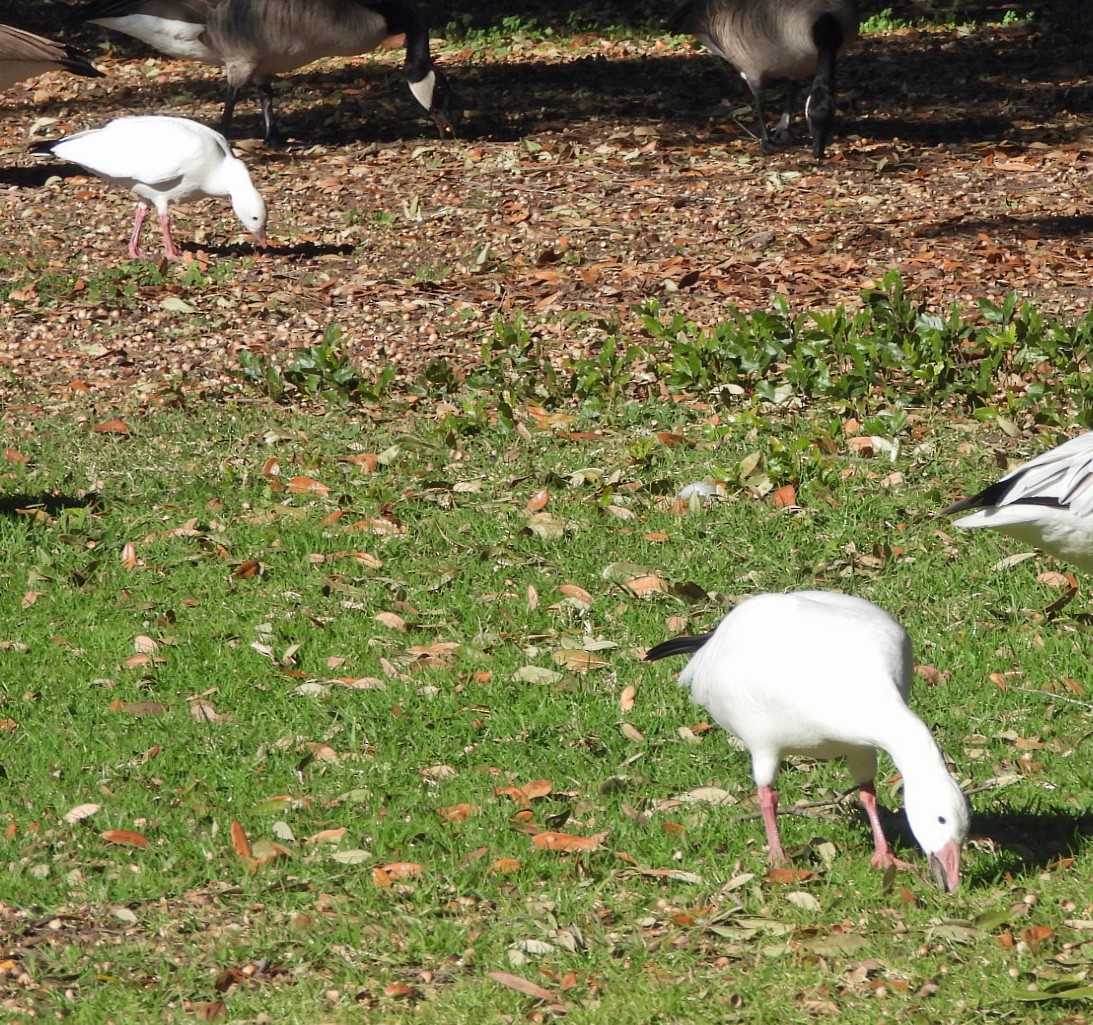 Гусь Росса - ML646808661