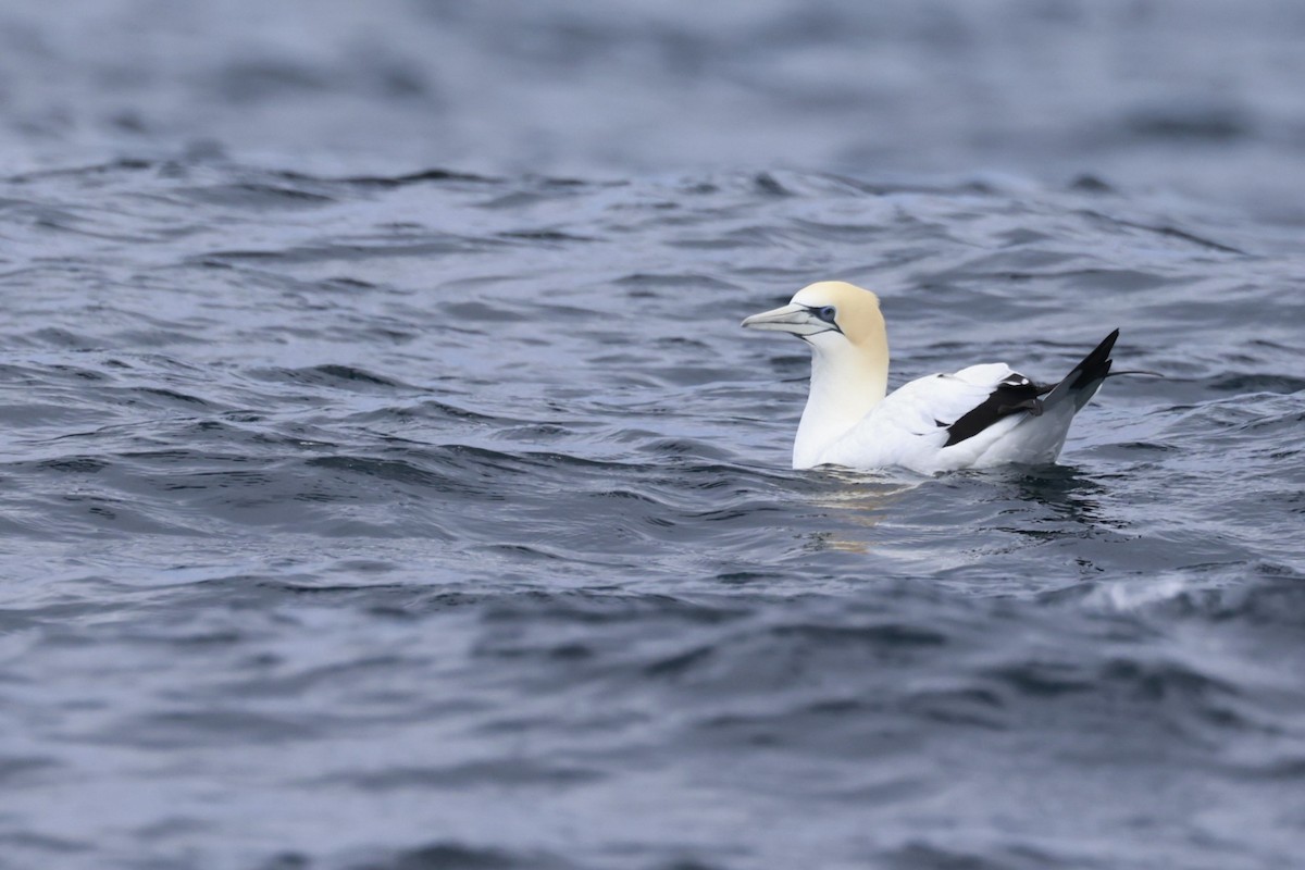 Fou austral - ML646808663