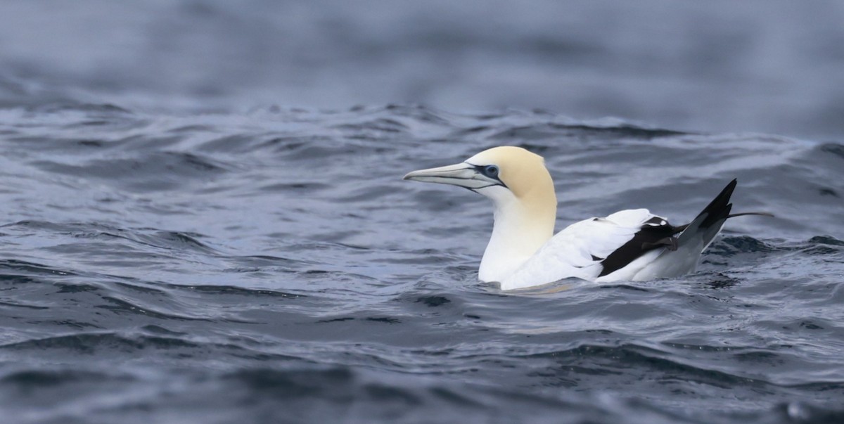 Fou austral - ML646808664