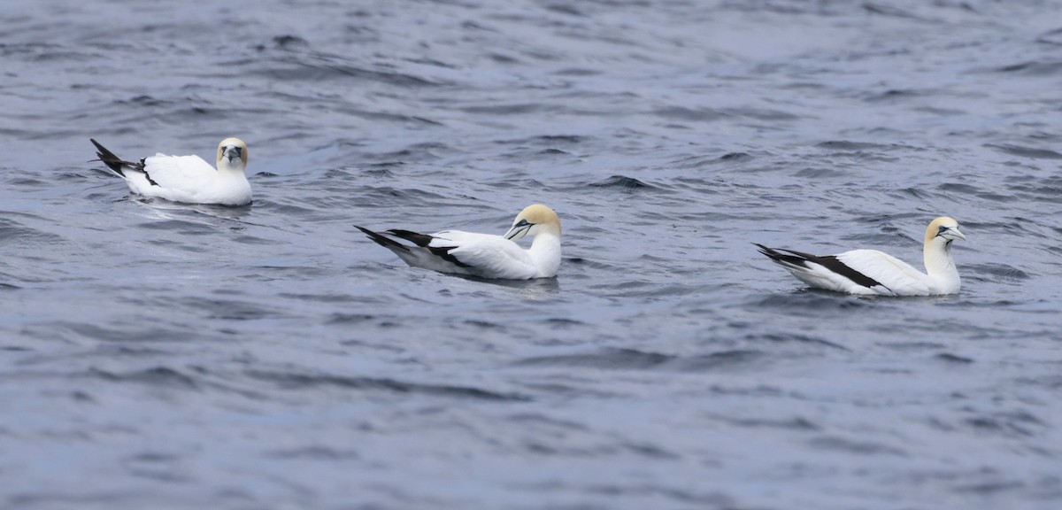 Fou austral - ML646808665