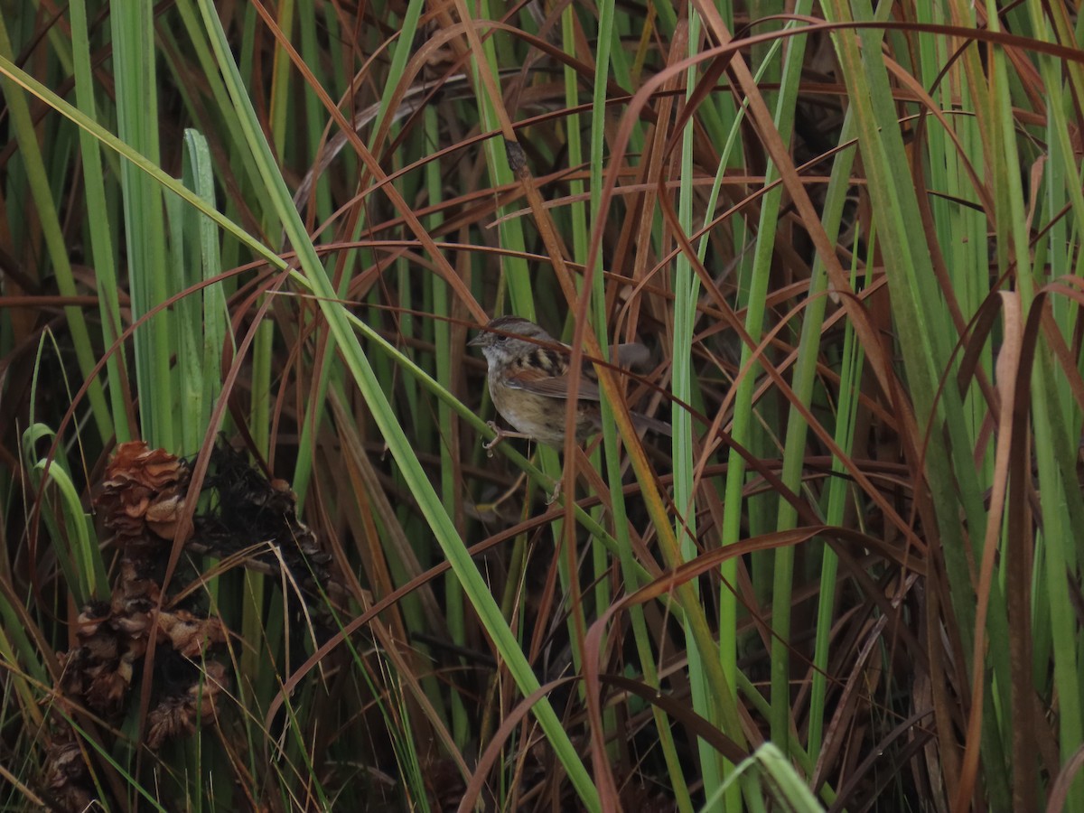 Swamp Sparrow - ML646808667