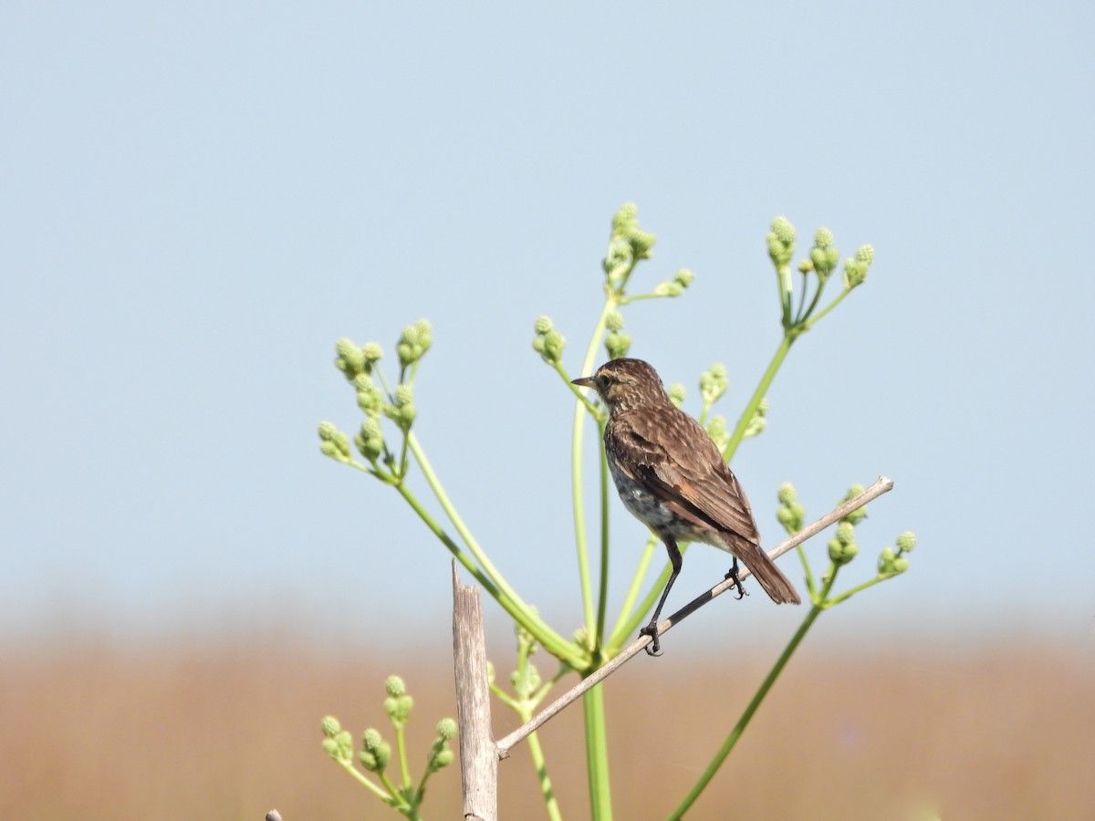 Viudita Picoplata - ML646808668