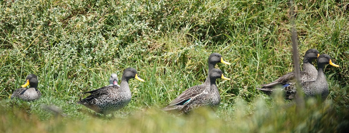 Gelbschnabelente - ML646808669