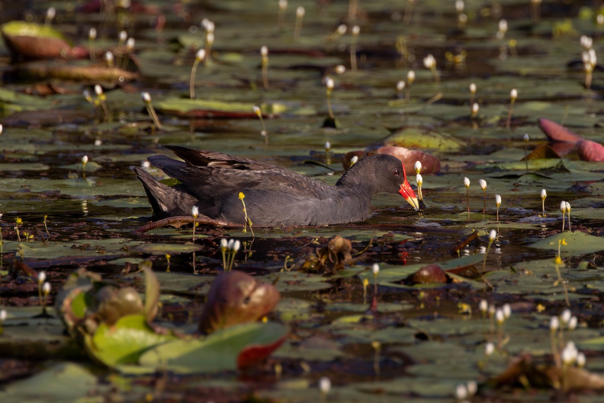 Dusky Moorhen - ML646808670