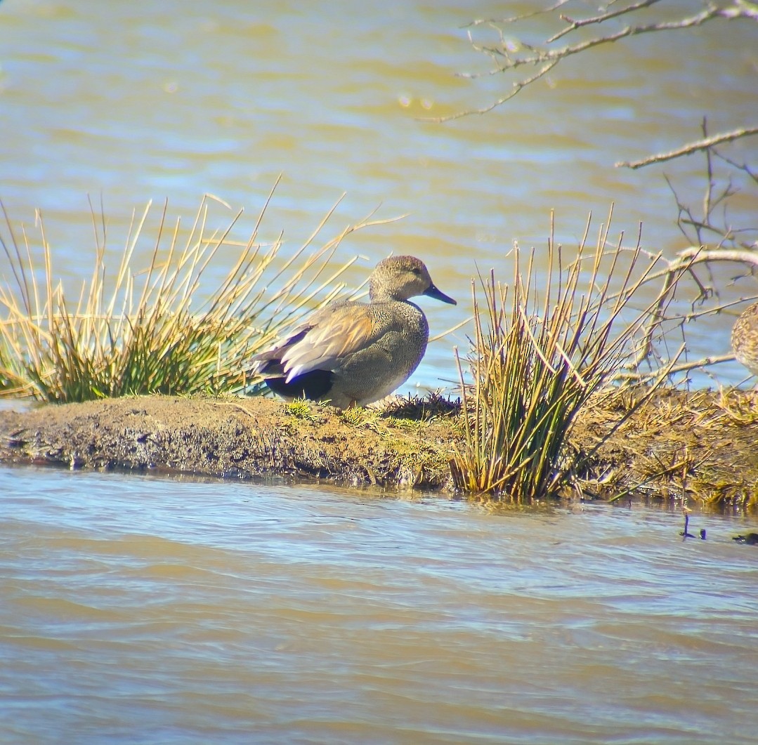 Boz Ördek - ML646808671