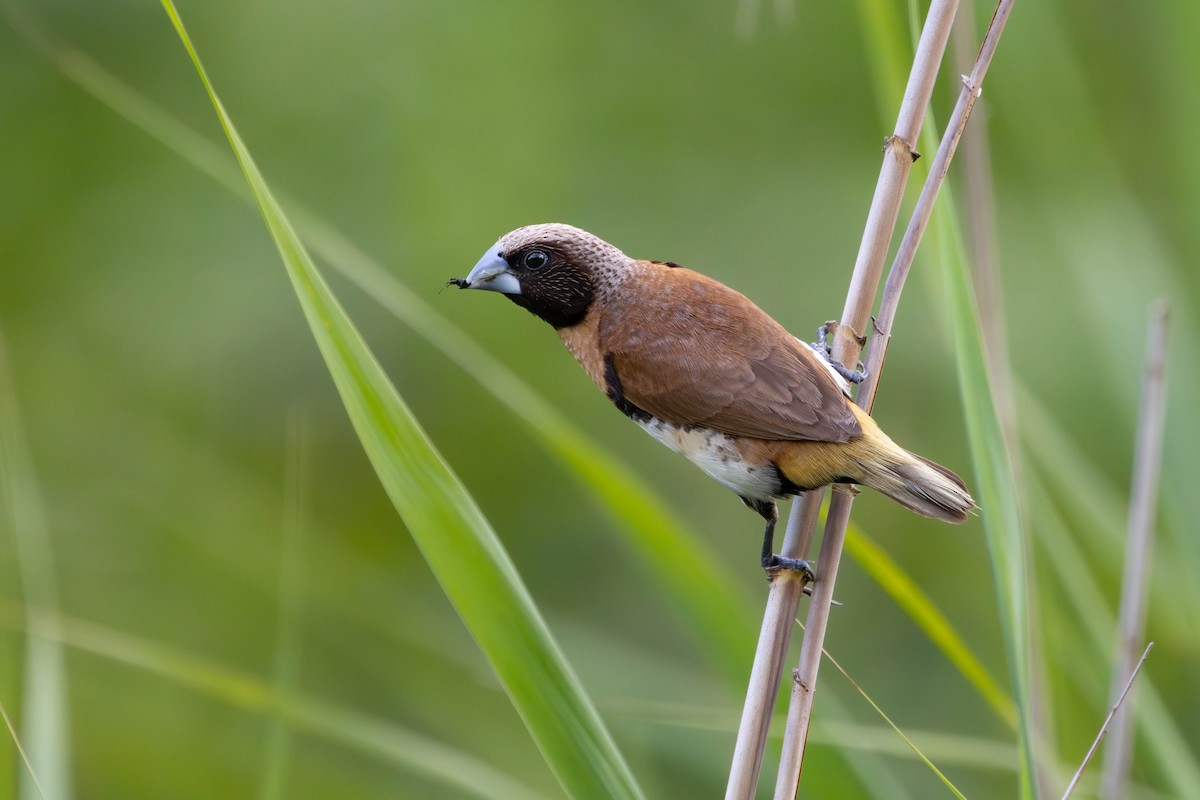 Chestnut-breasted Munia - ML646808674