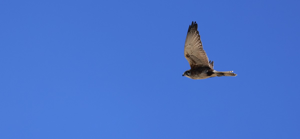 Faucon bérigora - ML646808676