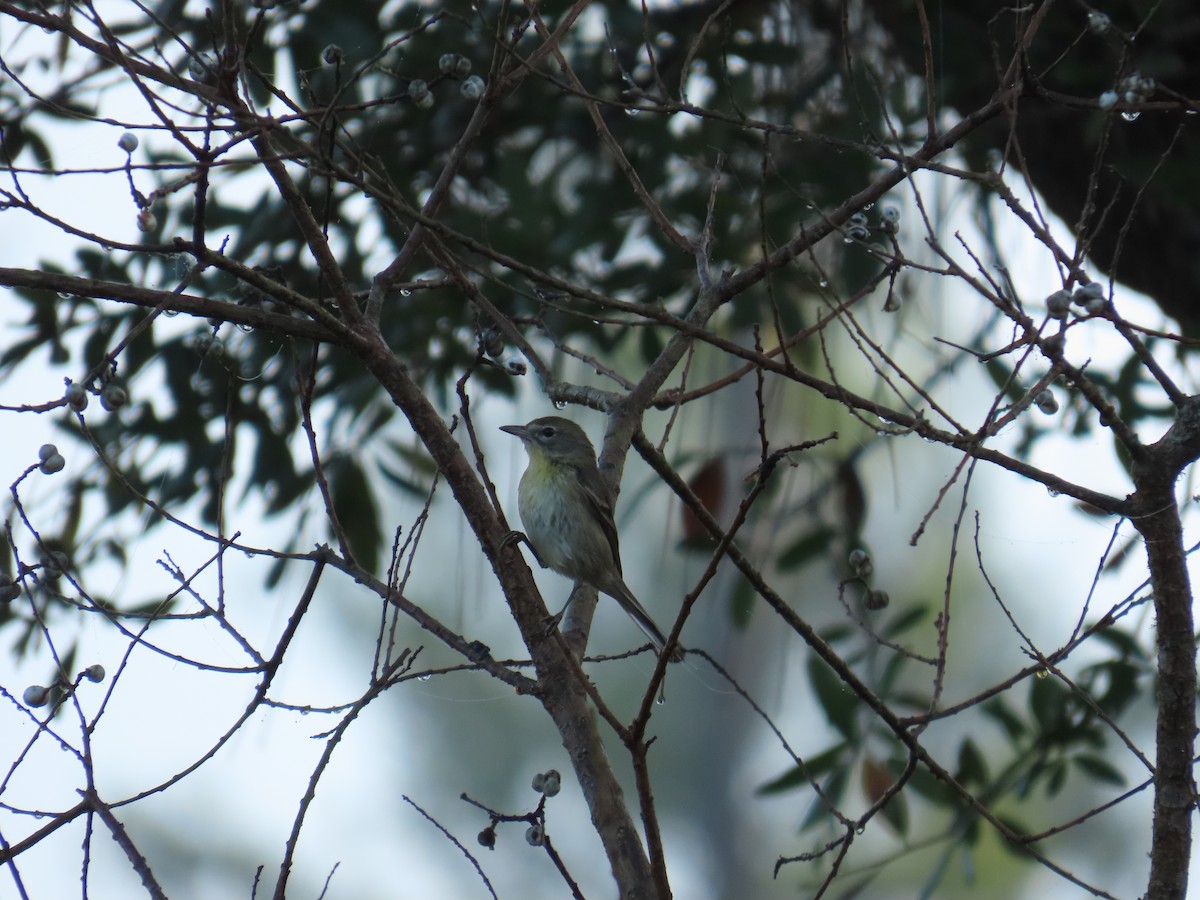 Pine Warbler - ML646808677