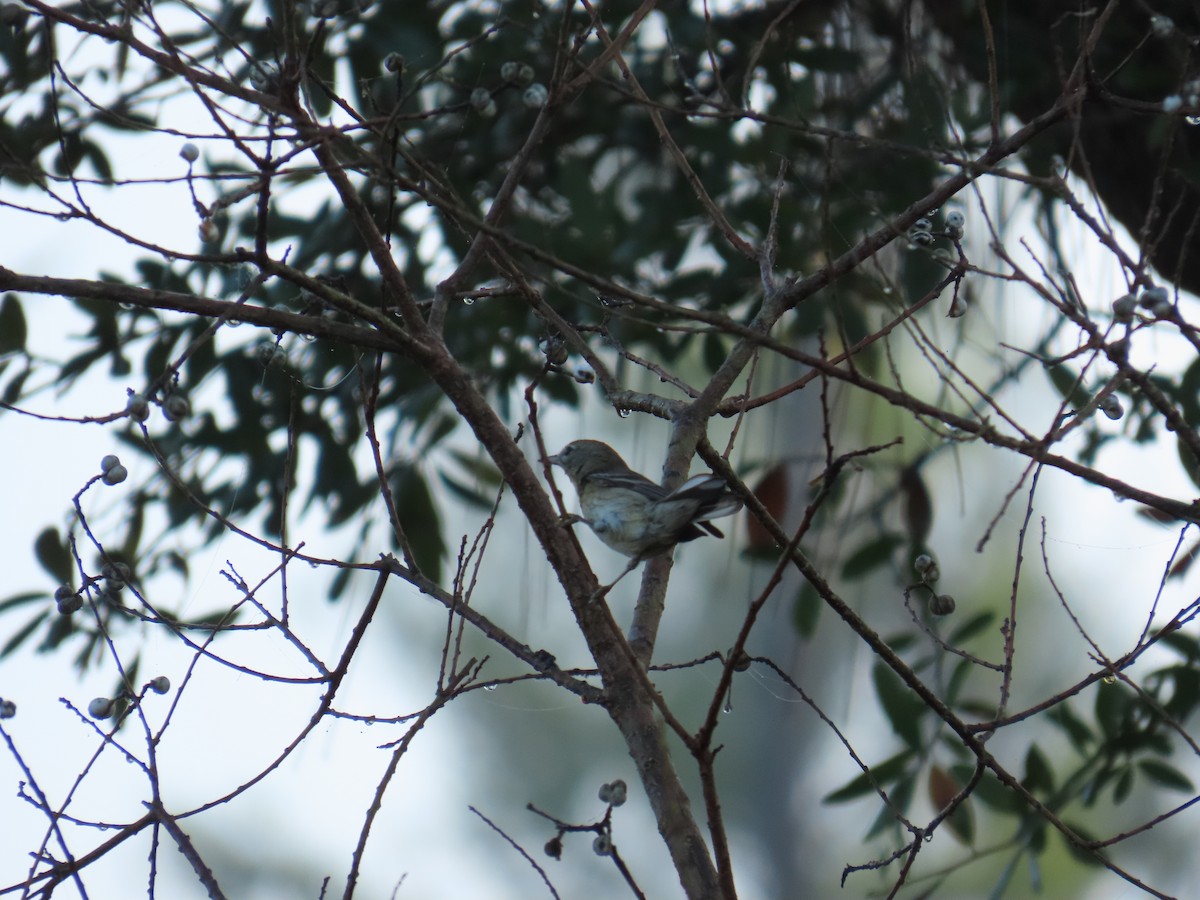 Pine Warbler - ML646808678