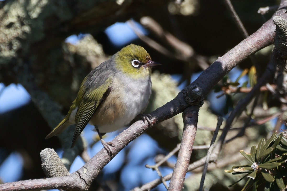 Zostérops à dos gris - ML646808680