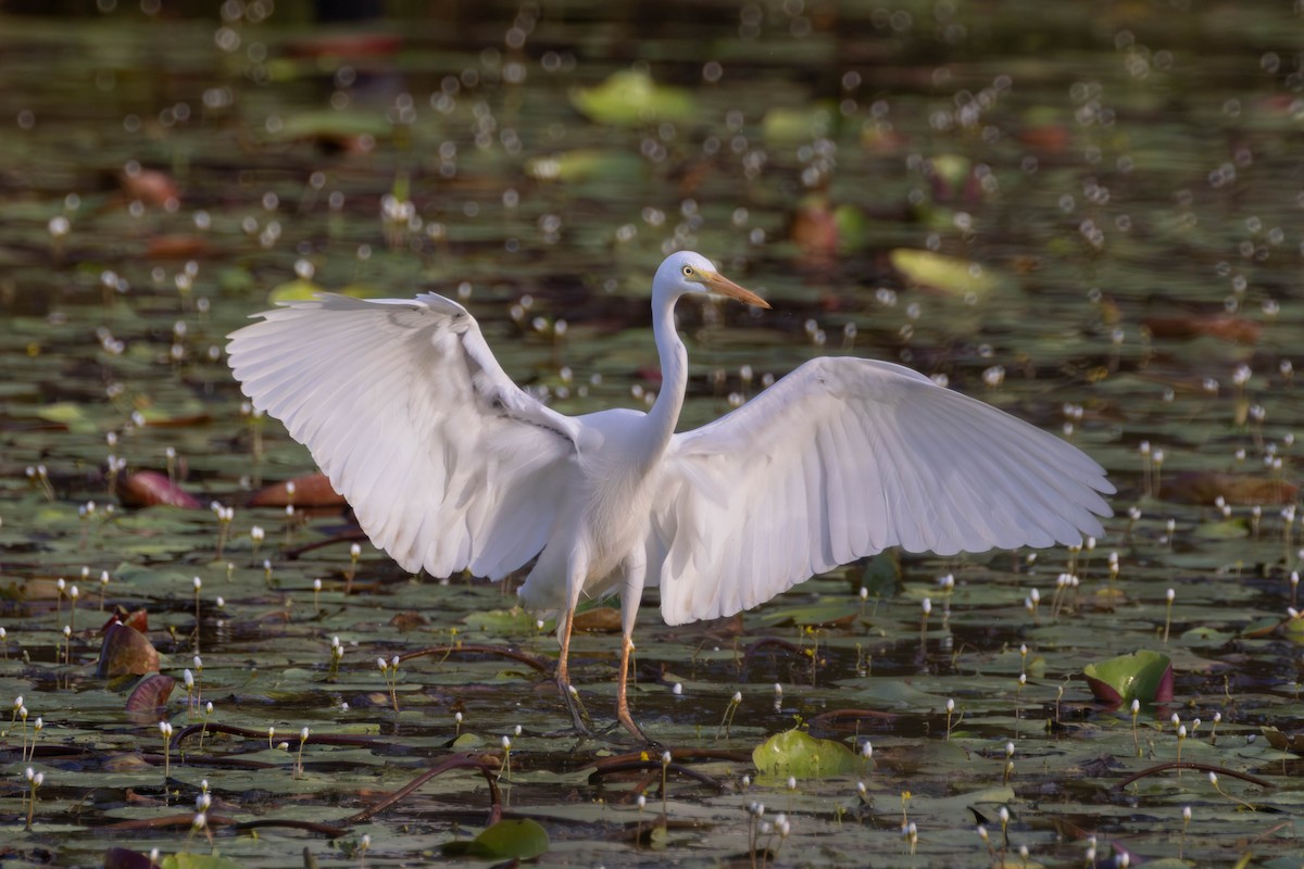 Plumed Egret - ML646808681