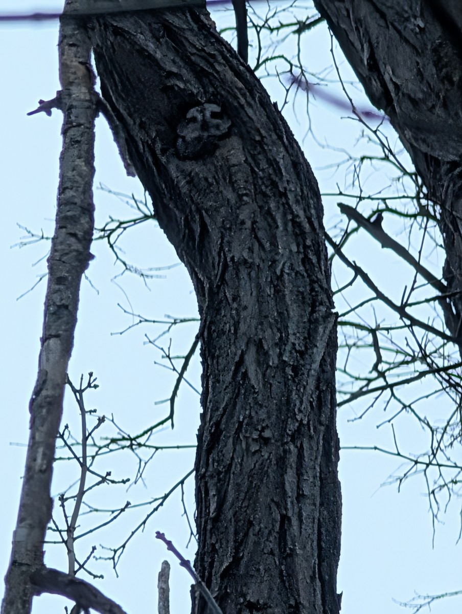 ヒガシアメリカオオコノハズク - ML646808682