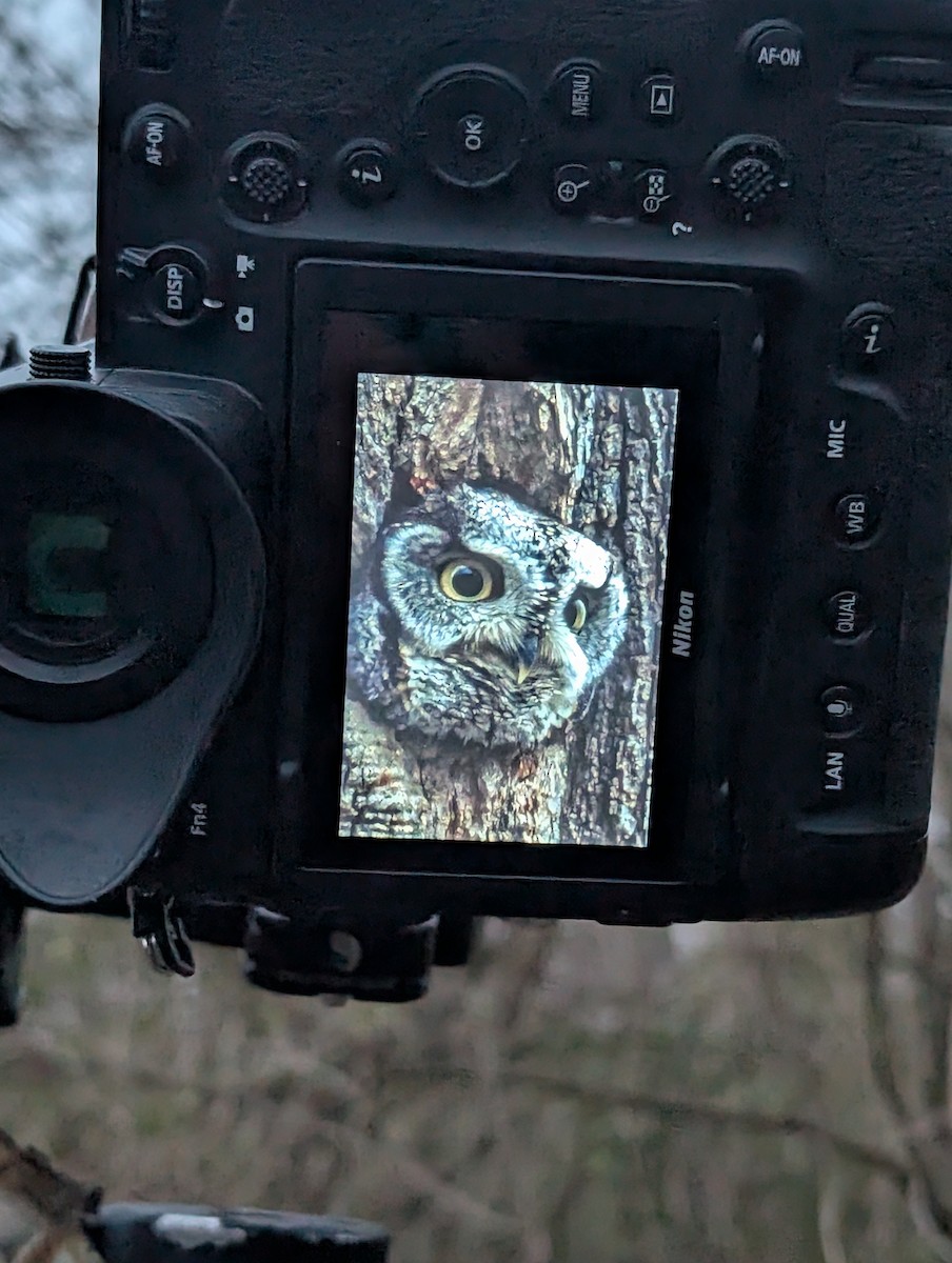 ヒガシアメリカオオコノハズク - ML646808683