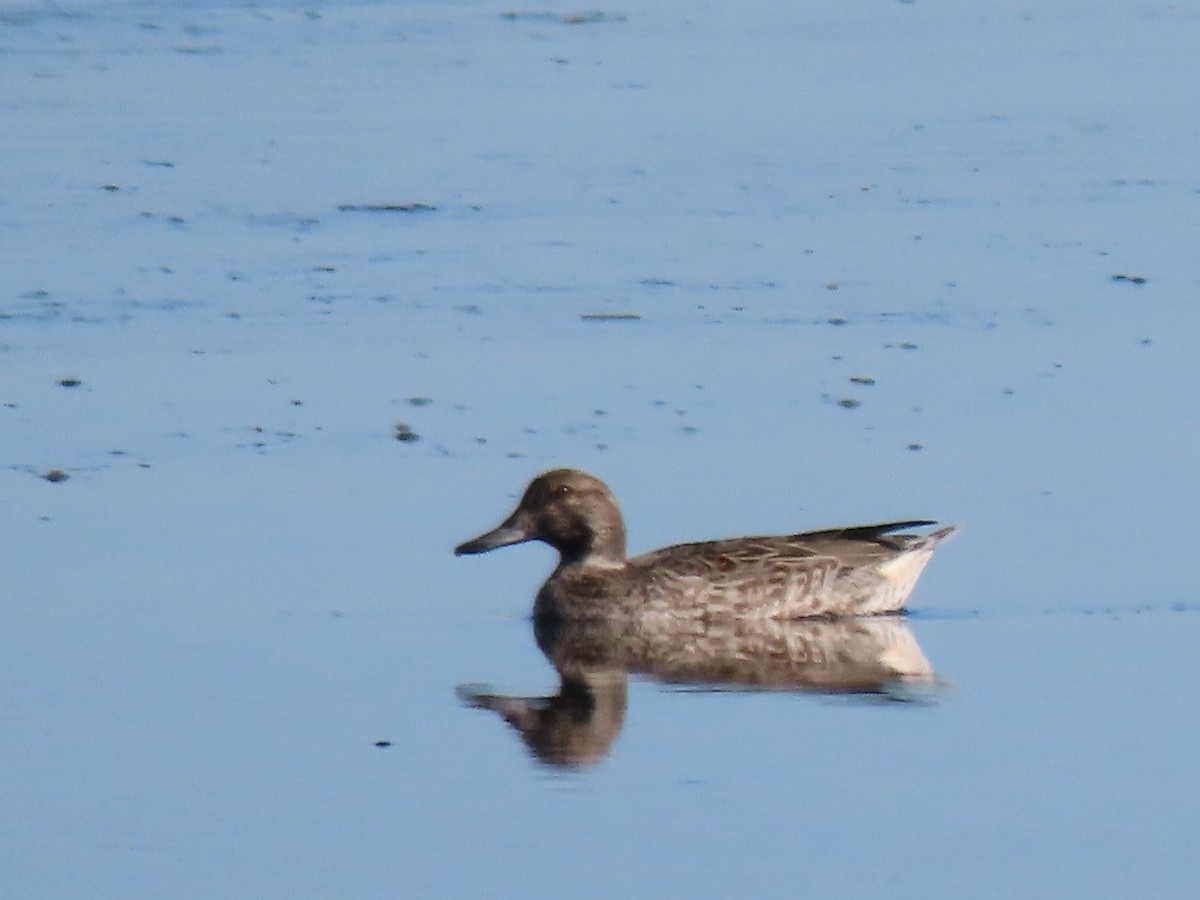 teal sp. - ML646808688