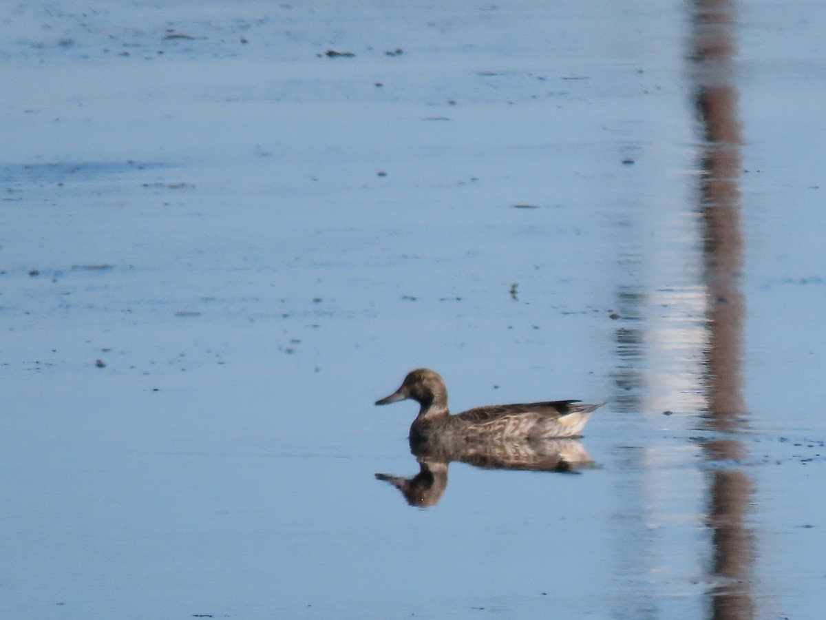 teal sp. - ML646808689