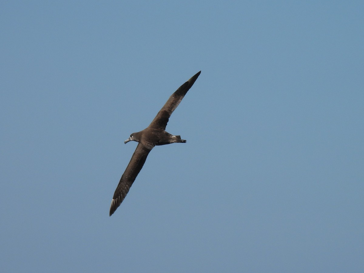 Black-footed Albatross - ML646808695