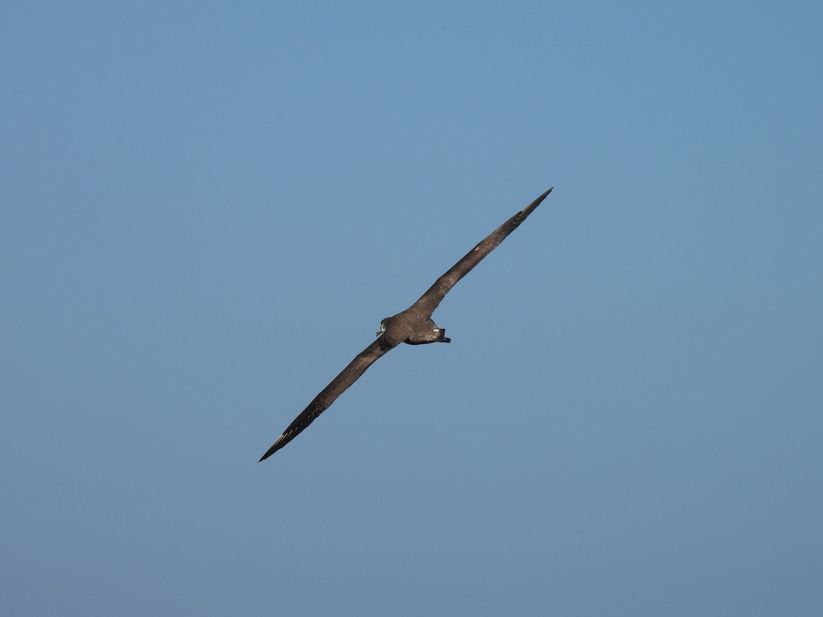 Black-footed Albatross - ML646808696