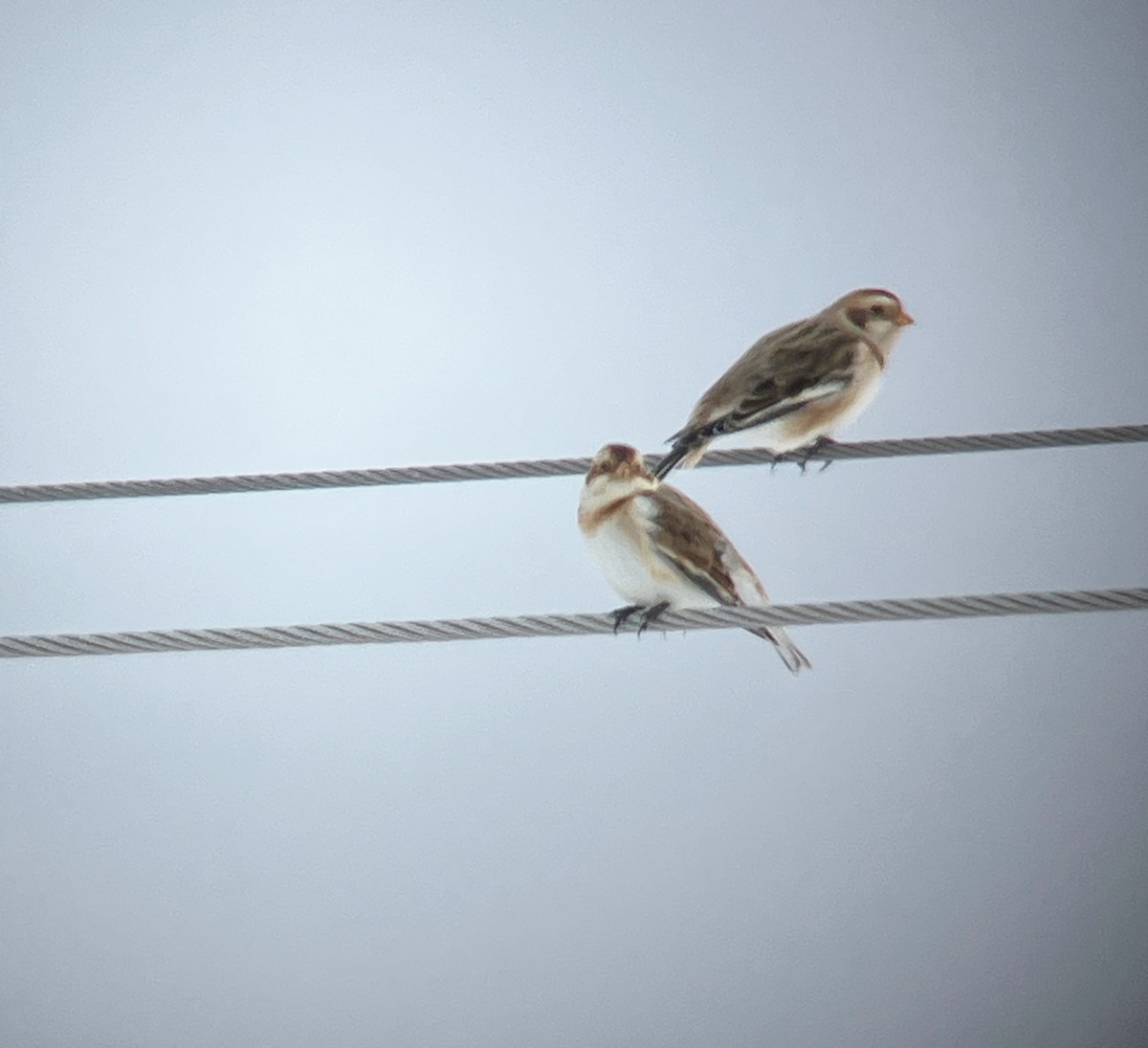 Snow Bunting - ML646808697