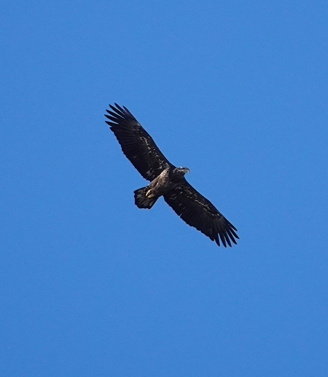 Bald Eagle - ML646808700