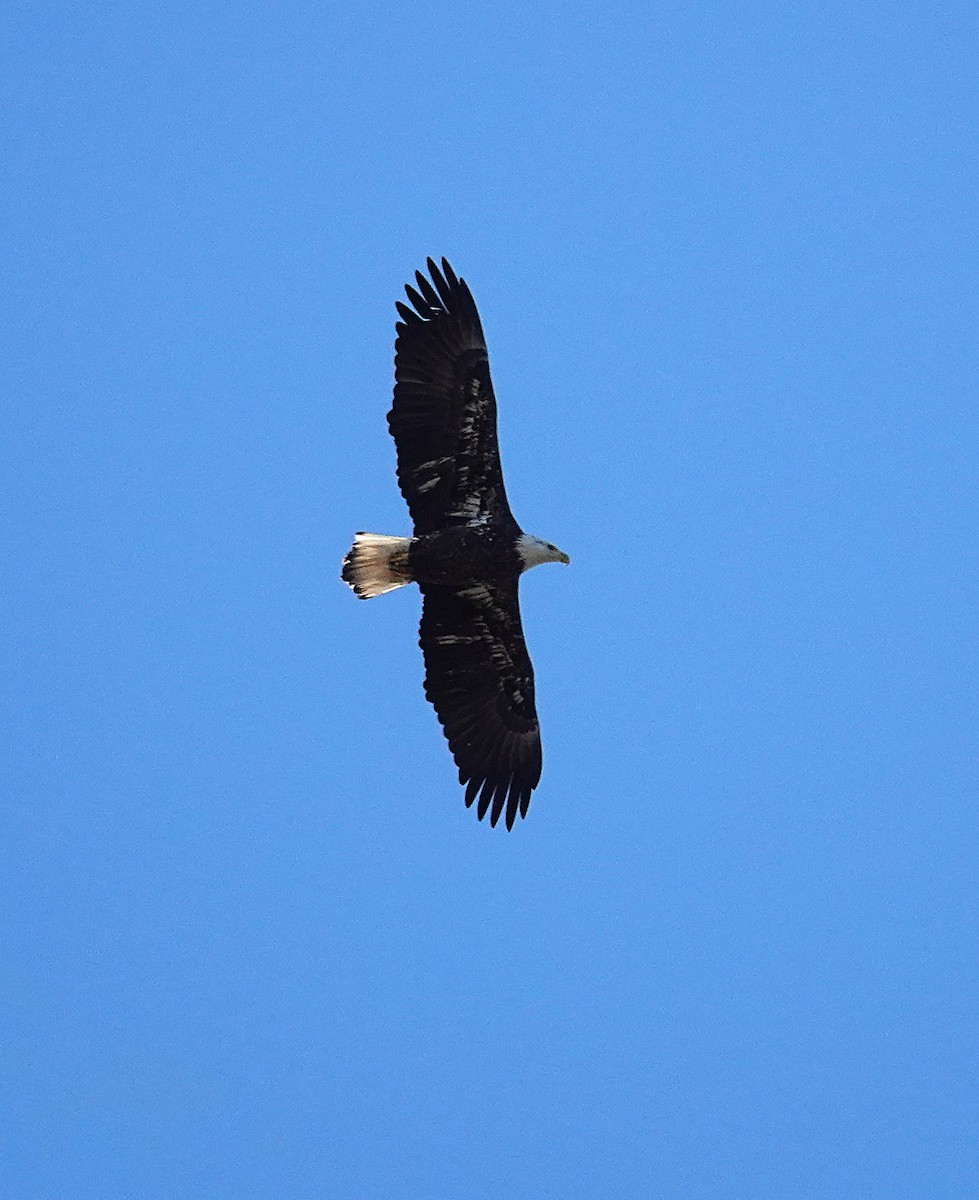 Bald Eagle - ML646808701
