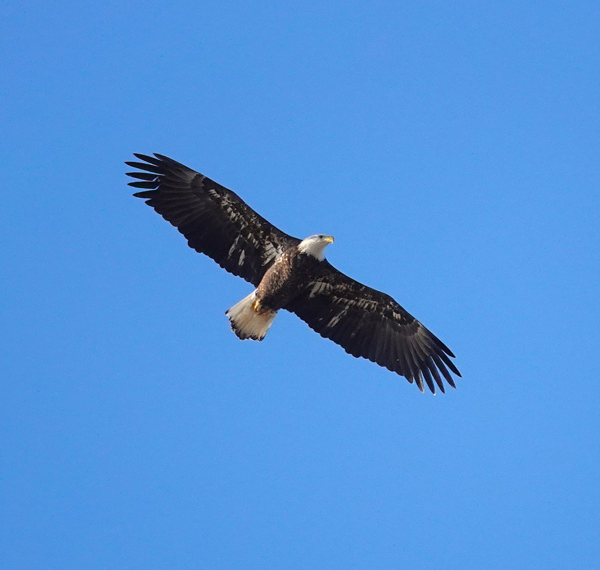 Bald Eagle - ML646808702