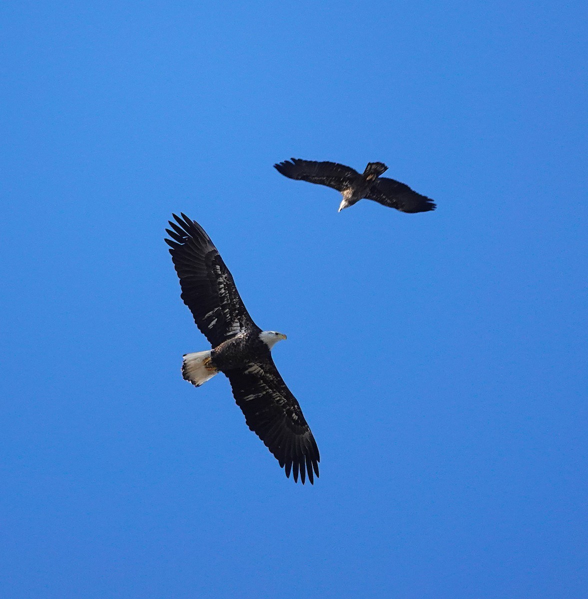 Bald Eagle - ML646808704
