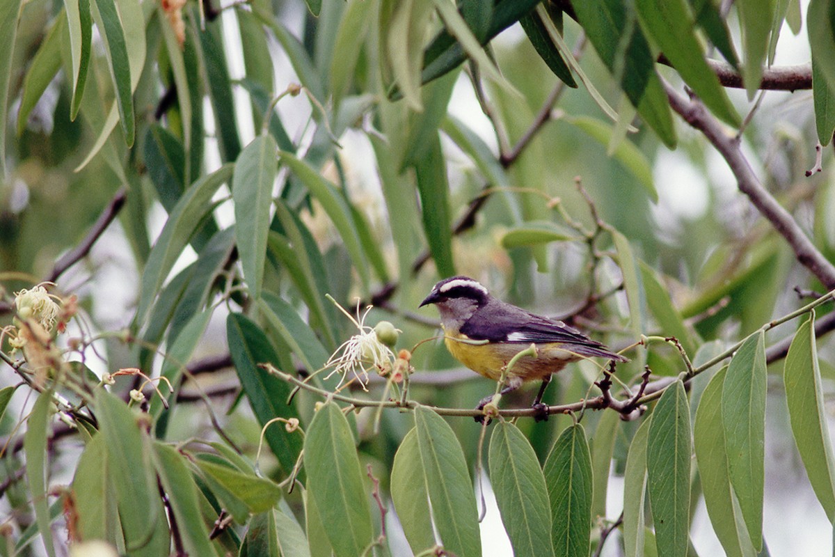 Sucrier à ventre jaune - ML646808706