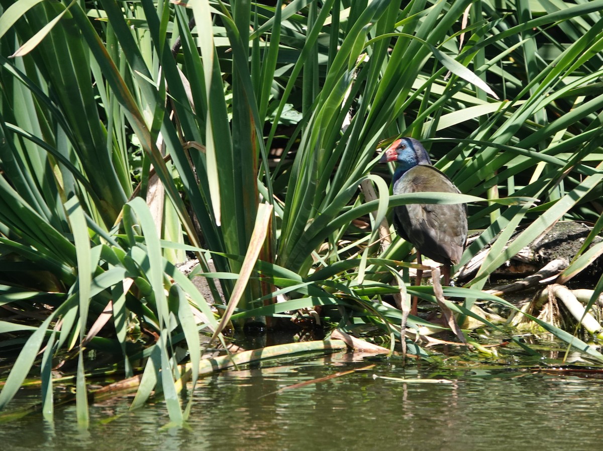 Smaragdhuhn - ML646808712