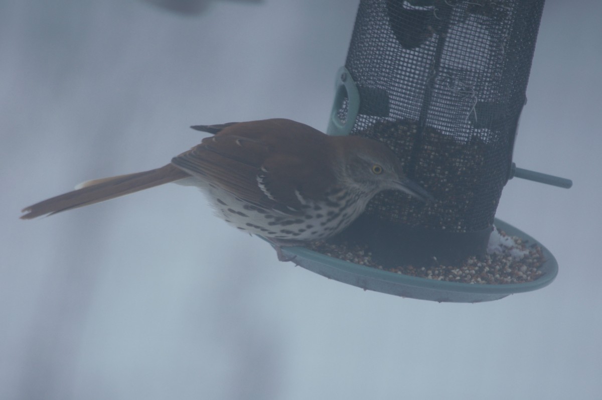 Brown Thrasher - ML646808713