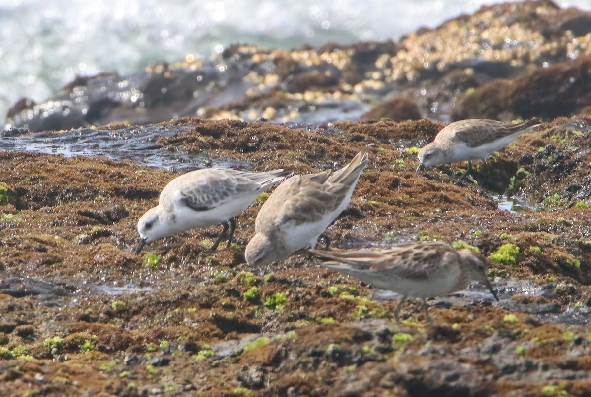 Sanderling - ML646808714