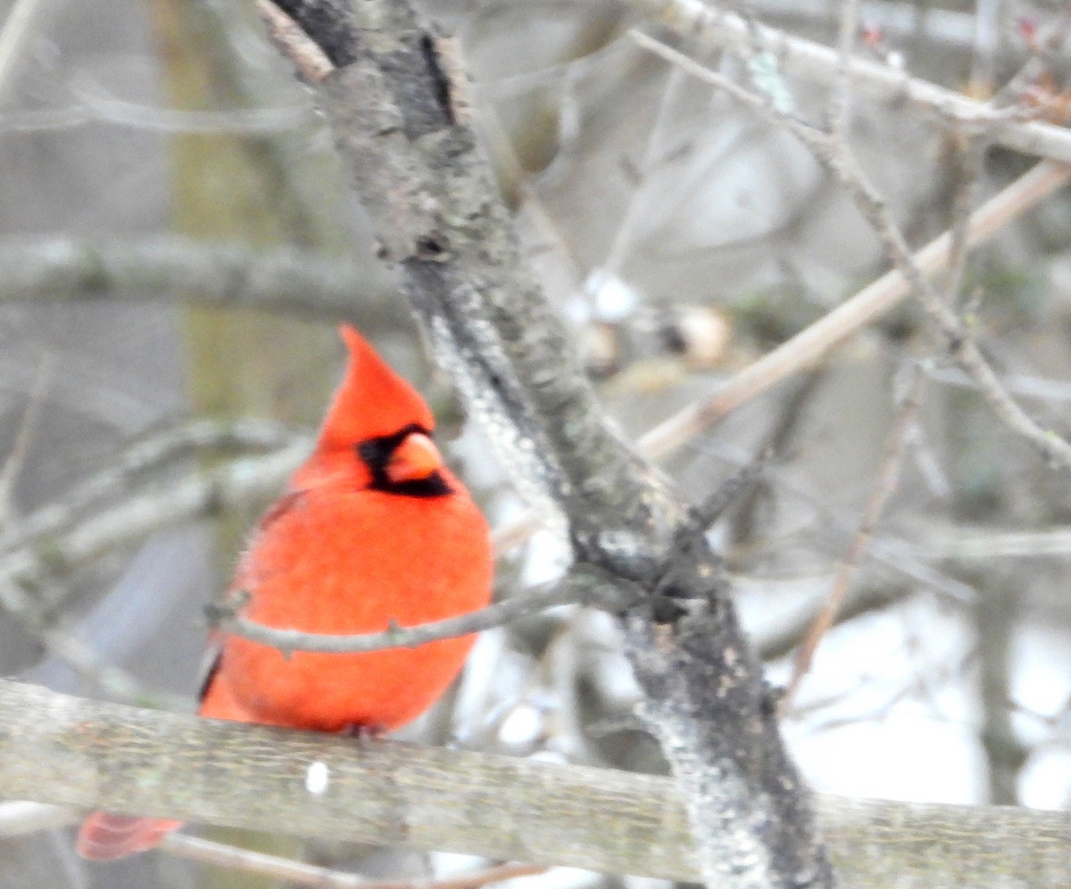 Northern Cardinal - ML646808715