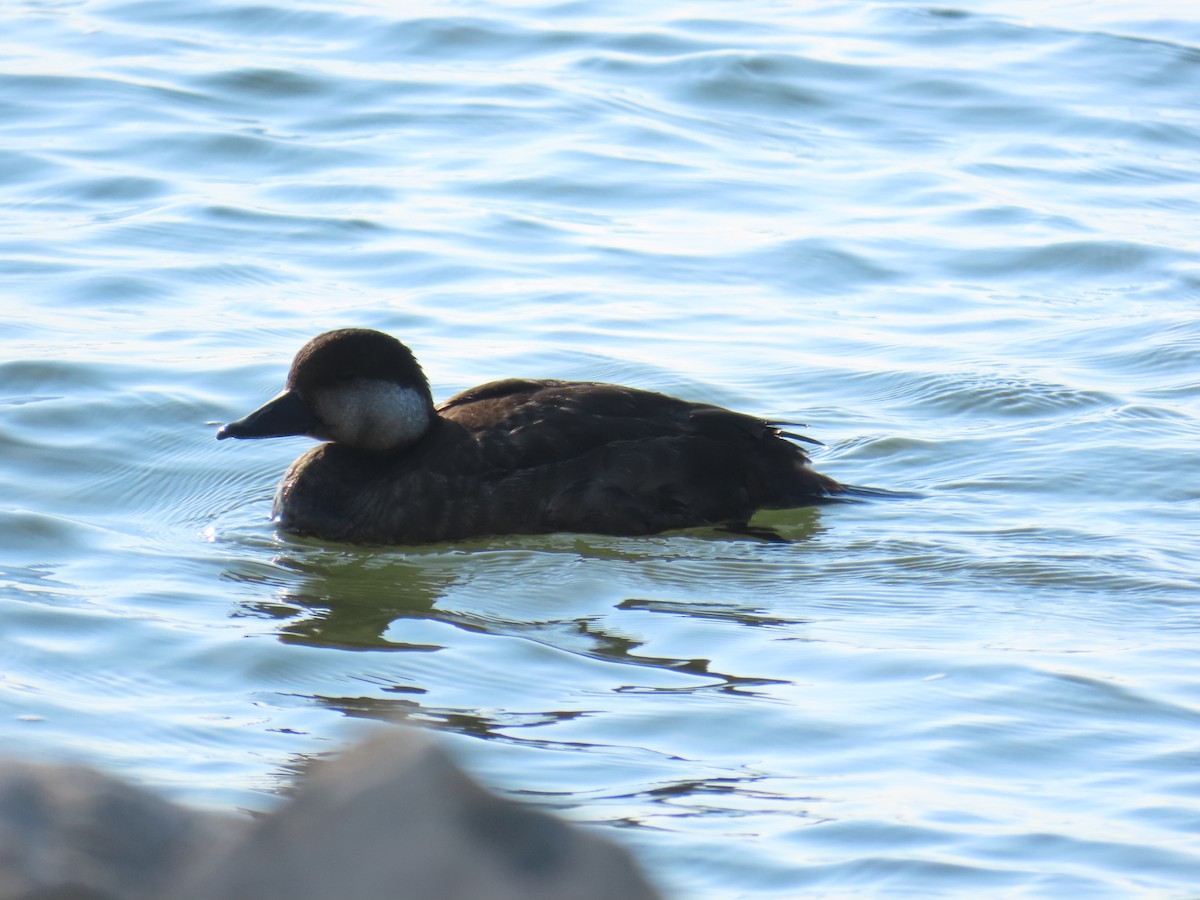 Black Scoter - ML646808716