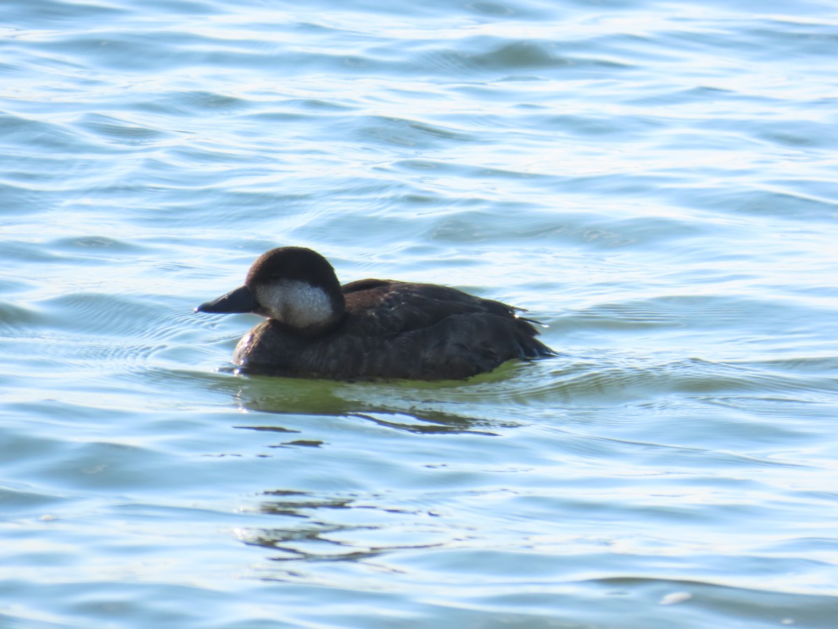 Black Scoter - ML646808717